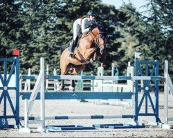 jumper Boleybawn Rolo (Irish Sport Horse, 2011, from Cassino)