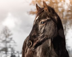 Fohlen von Enny (Westfale, 2024, von Eckhardt)