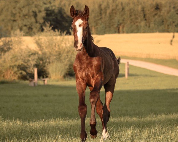 Springpferd For You LG CH (Schweizer Warmblut, 2022, von Forlee)