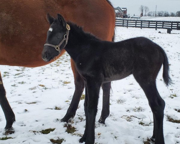 horse Hengst von Tapwrit xx (Thoroughbred, 2021, from Tapwrit xx)