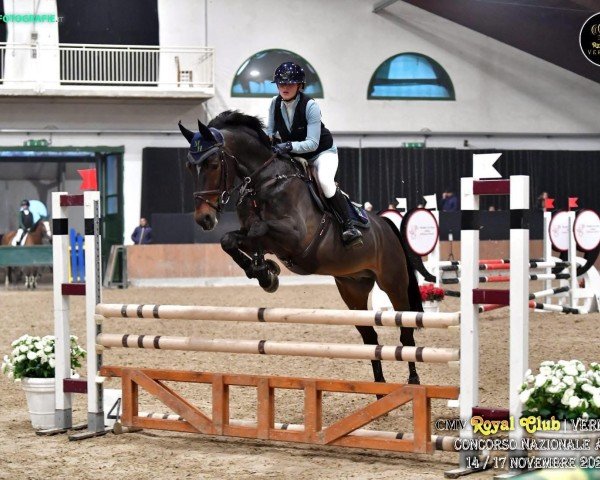 jumper Fassbinder (KWPN (Royal Dutch Sporthorse), 2010, from Arezzo VDL)