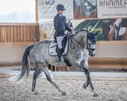 dressage horse Donessa 4 (Hanoverian, 2016, from Don Nobless)