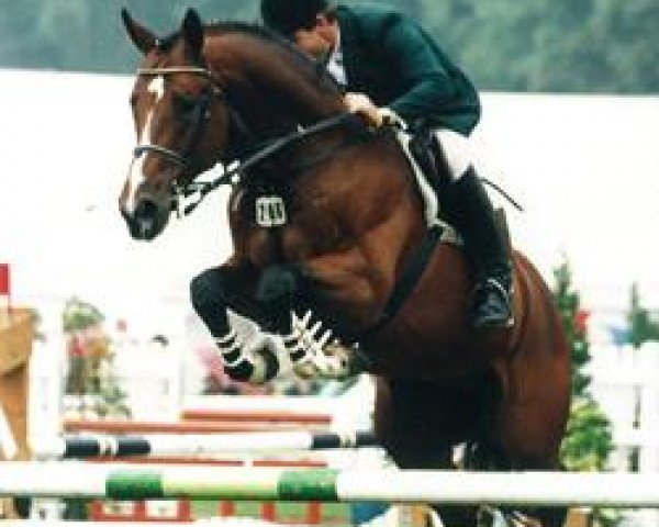 horse Donaumonarch (Trakehner, 1988, from Sir Shostakovich xx)