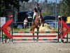 jumper Lafitte 28 (Oldenburg show jumper, 2005, from Lord Lennox)