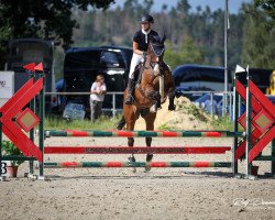 jumper Lafitte 28 (Oldenburg show jumper, 2005, from Lord Lennox)