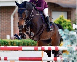 Springpferd Nintender Star (Irish Sport Horse, 2010, von Nintender)