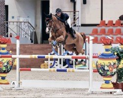 jumper Orange Olga (German Sport Horse, 2017, from Ogano Sitte)