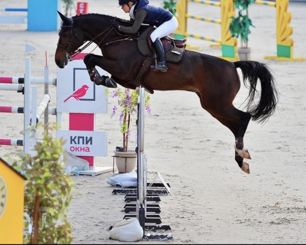 Springpferd Nintender Star (Irish Sport Horse, 2010, von Nintender)