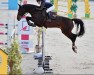 jumper Nintender Star (Irish Sport Horse, 2010, from Nintender)