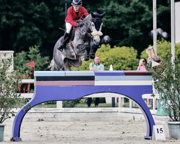 Springpferd Legendary Z (Zangersheide Reitpferd, 2015, von Lasino)