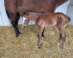 horse Hengst von Tapit xx (Thoroughbred, 2021, from Tapit xx)