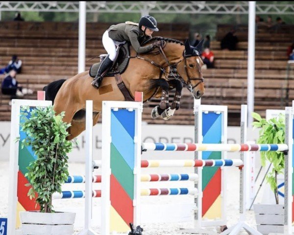 Springpferd Othello Ec (Belgisches Warmblut, 2014, von Thunder van de Zuuthoeve)