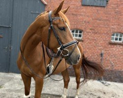 dressage horse Roxanne (Hanoverian, 2020, from Rock Springs)