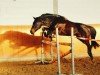 jumper Puschkin 276 (German Riding Pony, 2002, from FS Pour l'Amour)