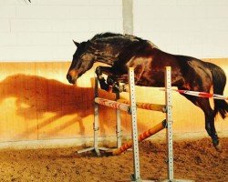 jumper Puschkin 276 (German Riding Pony, 2002, from FS Pour l'Amour)