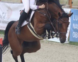 jumper Coralie 50 (Hanoverian, 2017, from Chacoon Blue)