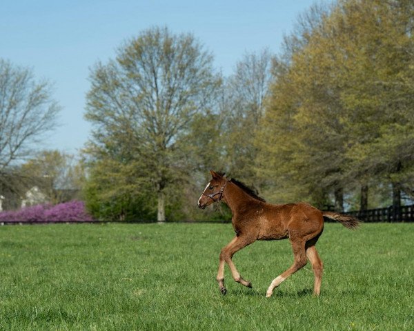 horse Hengst von Vino Rosso xx (Thoroughbred, 2021, from Vino Rosso xx)