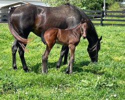 horse Hengst von Good Samaritan xx (Thoroughbred, 2021, from Good Samaritan xx)