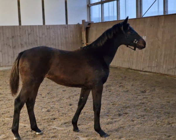 foal by Valentina (Oldenburg, 2024, from Bon Bolero OLD)