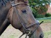 jumper Hengst von Hickstead White / Vancouver d'Auvray (Westphalian, 2019, from Hickstead White)