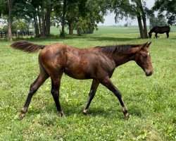 Pferd Stute von Arrogate xx (Englisches Vollblut, 2021, von Arrogate xx)