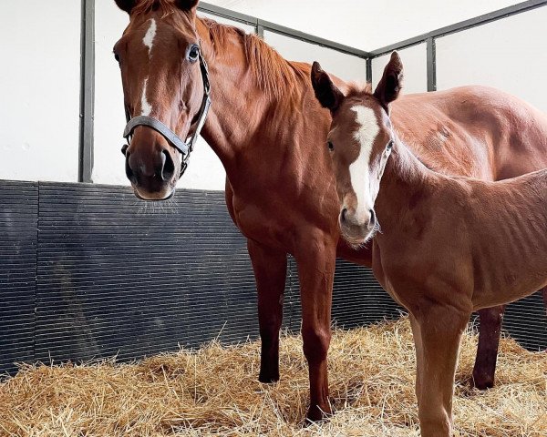 Pferd Stute von Shaman Ghost xx (Englisches Vollblut, 2021, von Shaman Ghost xx)