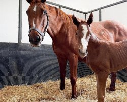 horse Stute von Shaman Ghost xx (Thoroughbred, 2021, from Shaman Ghost xx)