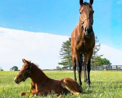 horse Hengst von Street Boss xx (Thoroughbred, 2021, from Street Boss xx)