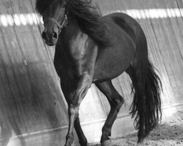 horse Fernando AR (Peruvian Paso, 2011)