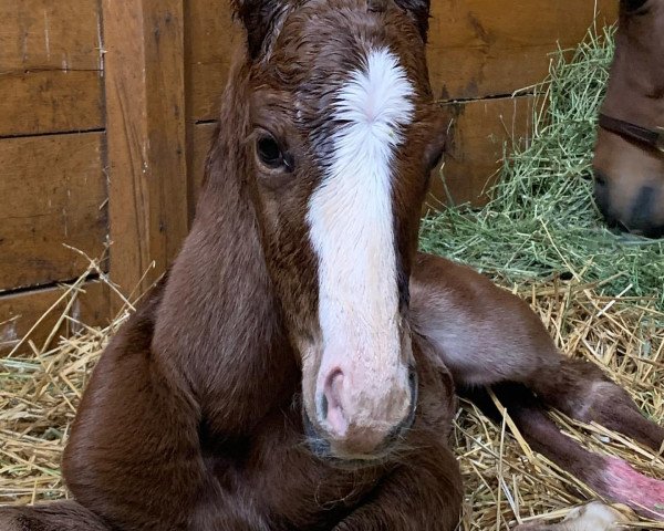 horse Stute von Afleet Alex xx (Thoroughbred, 2021, from Afleet Alex xx)