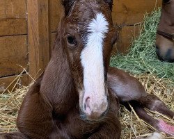 horse Stute von Afleet Alex xx (Thoroughbred, 2021, from Afleet Alex xx)