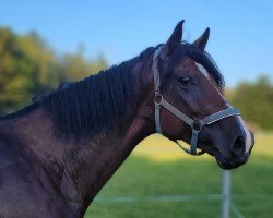 broodmare Filomena (Hanoverian, 2020, from Fürst Belissaro)