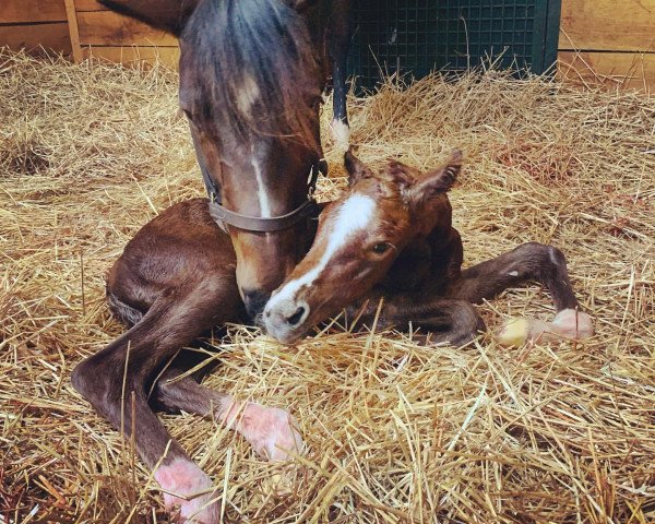 horse Hengst von Mizzen Mast xx (Thoroughbred, 2021, from Mizzen Mast xx)