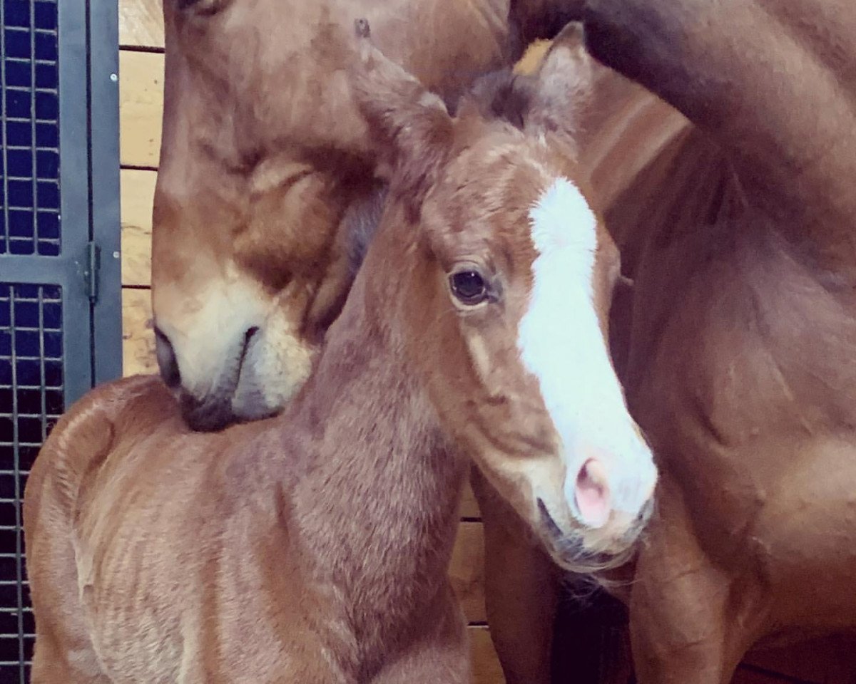 horse Stute von Afleet Alex xx (Thoroughbred, 2021, from Afleet Alex xx)