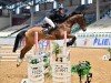 jumper Marino 129 (German Sport Horse, 2019, from Manchester van't Paradijs)