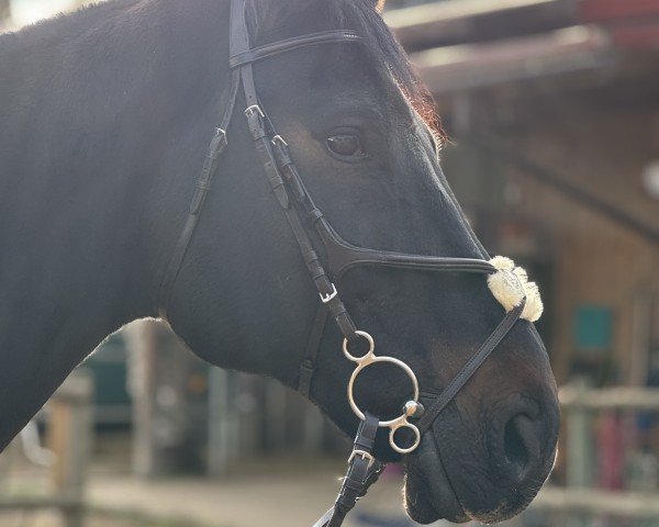 dressage horse Hot Chocolate (Bavarian, 2011, from Hot Spirit)