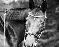 broodmare Dunja 785 (Westphalian, 2000, from Danny de Vito 2)