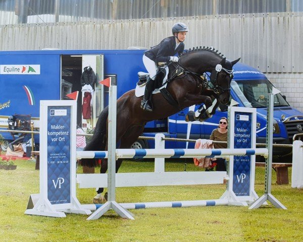 jumper Diatelli (Hanoverian, 2015, from Diatendro)