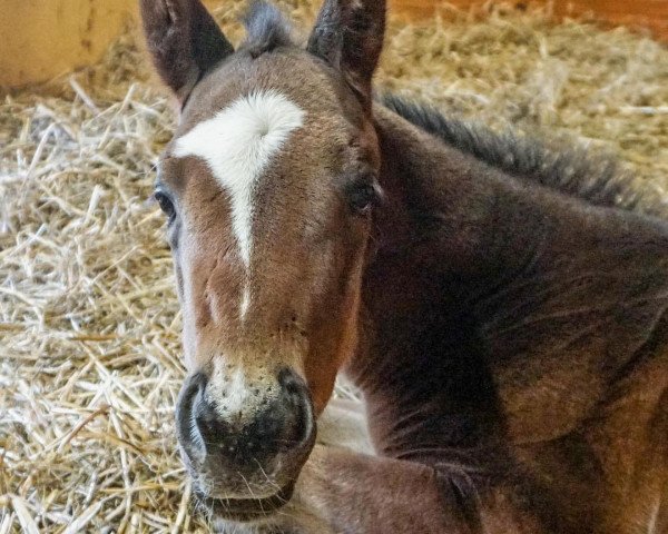 horse Hengst von Twirling Candy xx (Thoroughbred, 2021, from Twirling Candy xx)