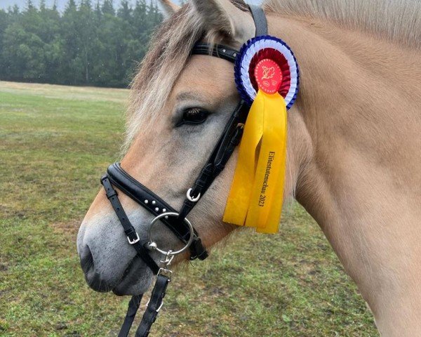 broodmare Palona (Fjord Horse, 2019, from Hermansen N.2629)