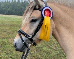 broodmare Palona (Fjord Horse, 2019, from Hermansen N.2629)