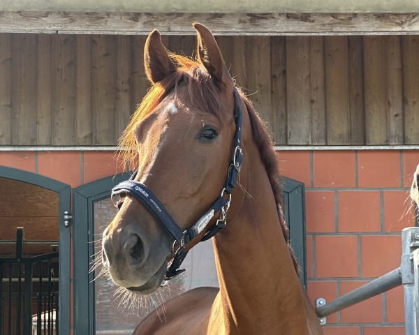 dressage horse Valentino 434 (German Sport Horse, 2018, from Vitalis)