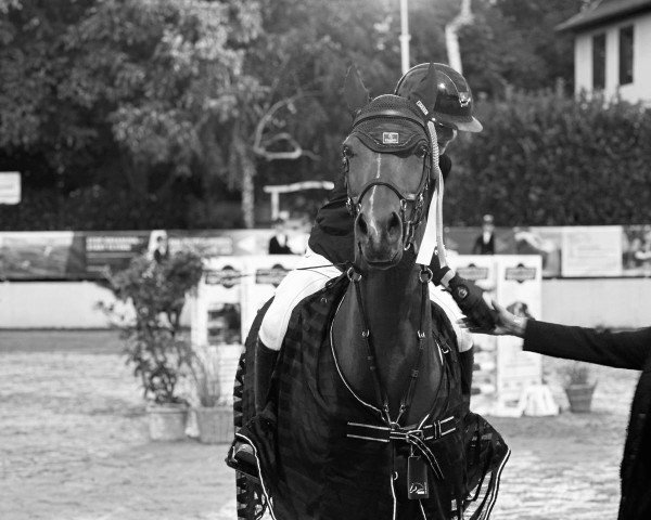 jumper Giovanni 206 (KWPN (Royal Dutch Sporthorse), 2011, from Brouwershaven Diamond Hit)