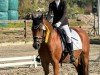 dressage horse Tomte Tummetott 5 (German Riding Pony, 2015, from Trevor WE)