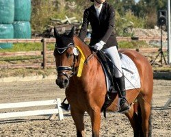 dressage horse Tomte Tummetott 5 (German Riding Pony, 2015, from Trevor WE)