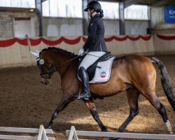 dressage horse Lugana 109 (German Riding Pony, 2011, from Borsato)