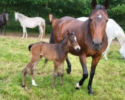 foal by Ella Edelherb (Hanoverian, 2024, from Edward 28)