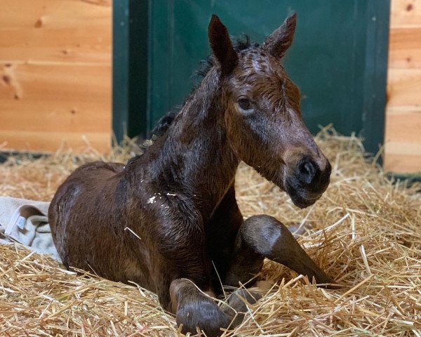 horse Hengst von The Factor xx (Thoroughbred, 2021, from The Factor xx)