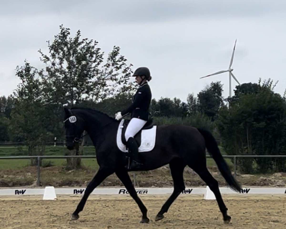 jumper Hot Scarlina (Oldenburg, 2019, from Hotline)