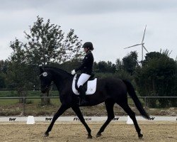 dressage horse Hot Scarlina (Oldenburg, 2019, from Hotline)